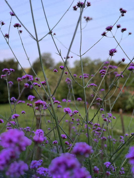 Verbena bonariensis image 2