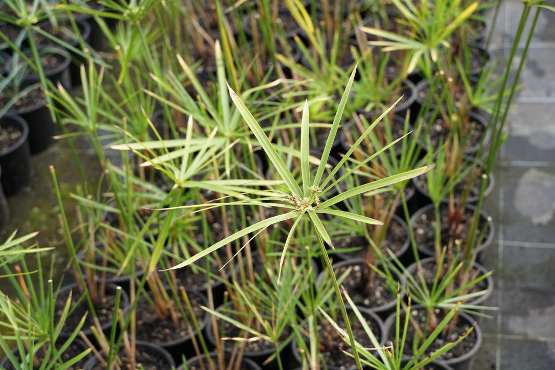 Cyperus alternifolius 1.5L