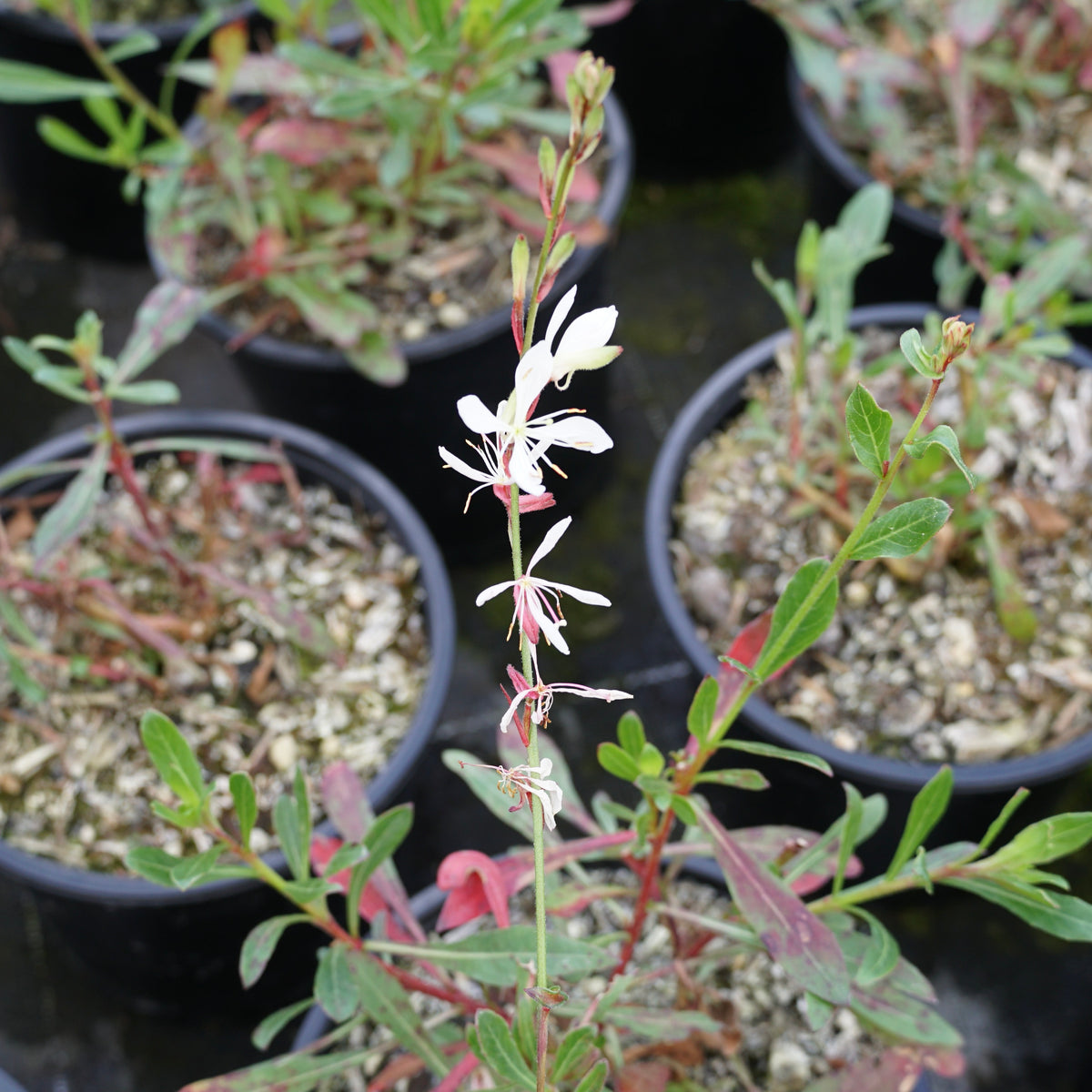 Gaura 'Sparkle White' 1.5L