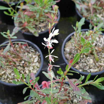 Gaura 'Sparkle White' 1.5L