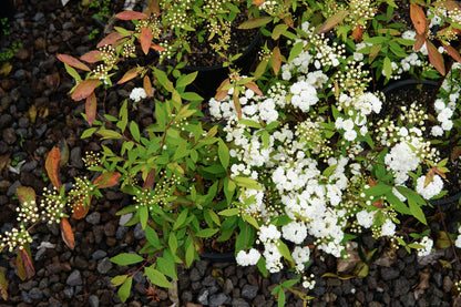 Spiraea cantoniensis 1.5L