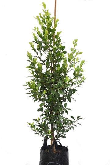 Ficus 'Tuffi' 25L
