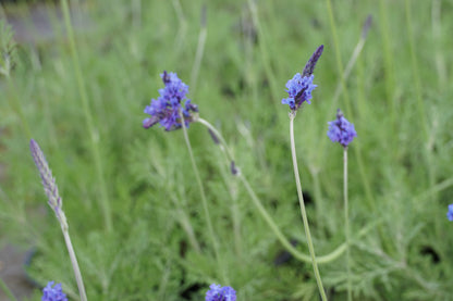 Lavandula 'Sidonie' 1.5L
