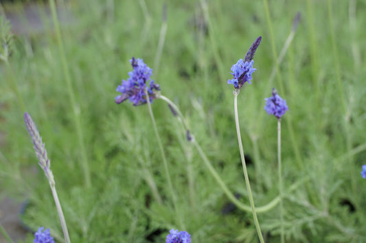 Lavandula 'Sidonie' 1.5L
