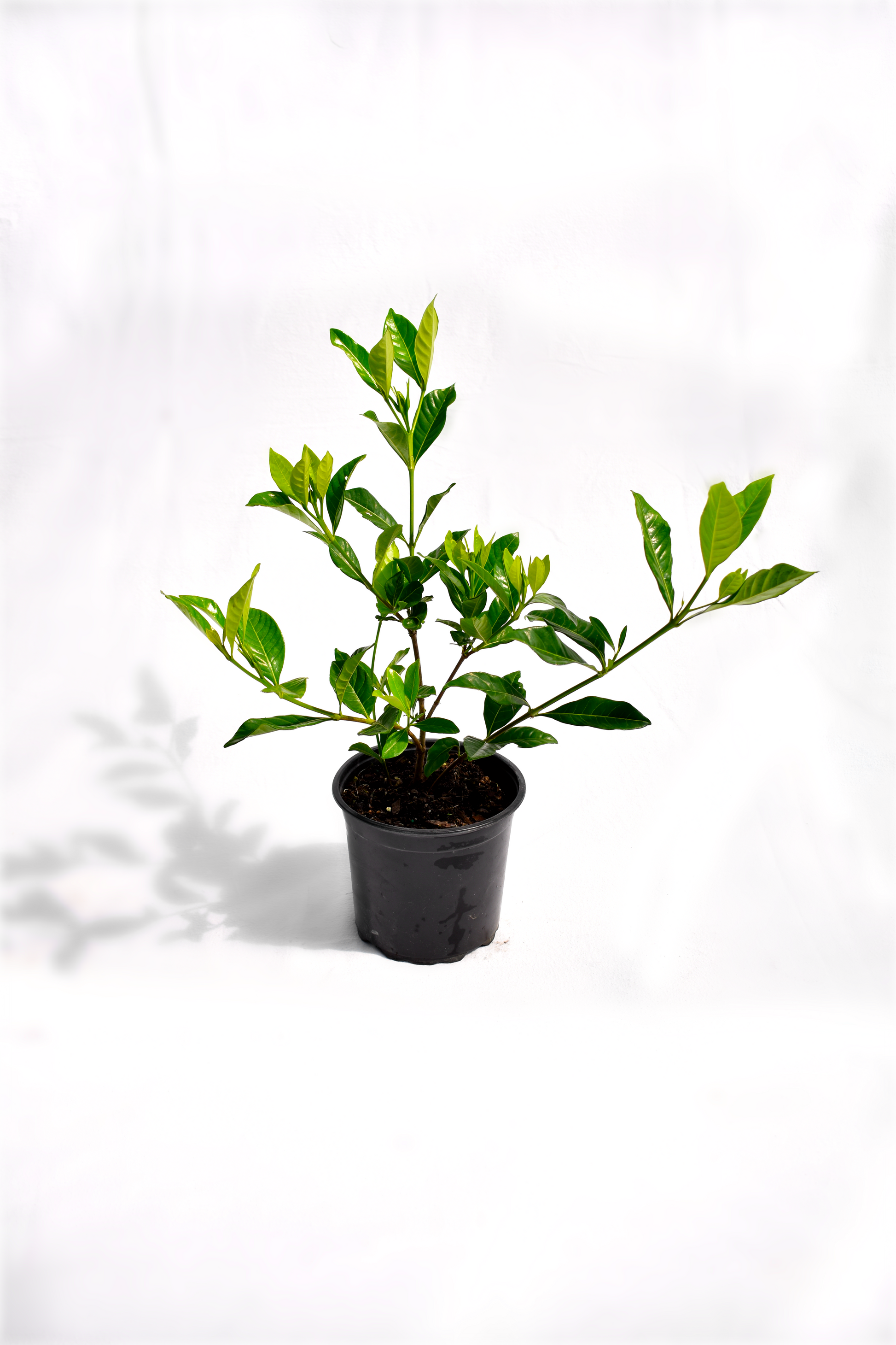 Gardenia 'Veitchii' image 1