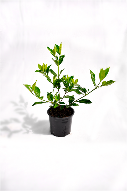 Gardenia 'Veitchii' image 1