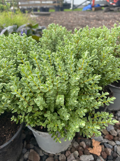 Hebe topiaria image 0
