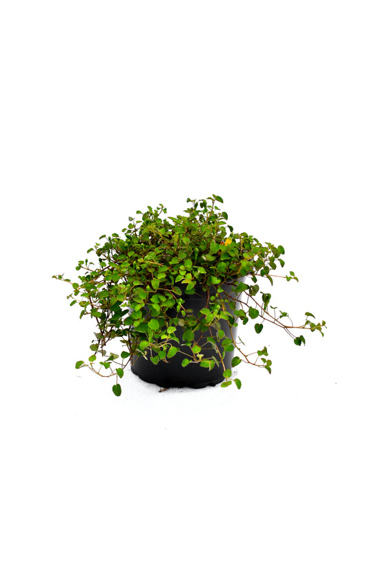 Fuchsia procumbens 1.5L