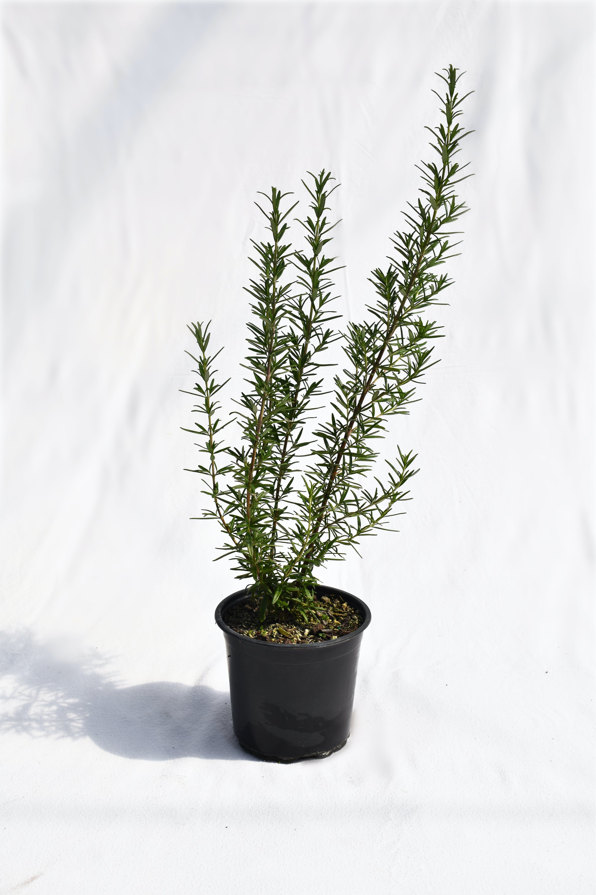 Rosmarinus officinalis Tuscan Blue image 0