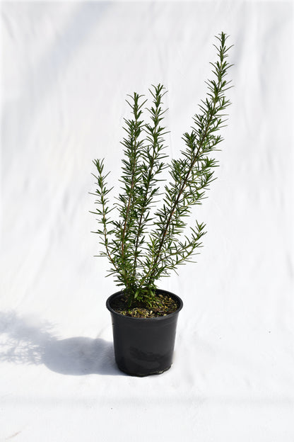 Rosmarinus officinalis Tuscan Blue image 0