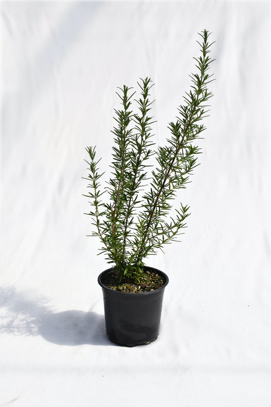 Rosmarinus officinalis Tuscan Blue image 0