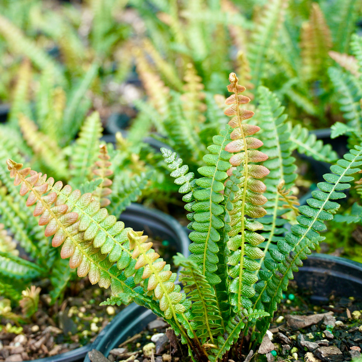 Blechnum penna-marina 1.5L