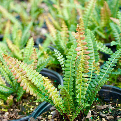 Blechnum penna-marina 1.5L