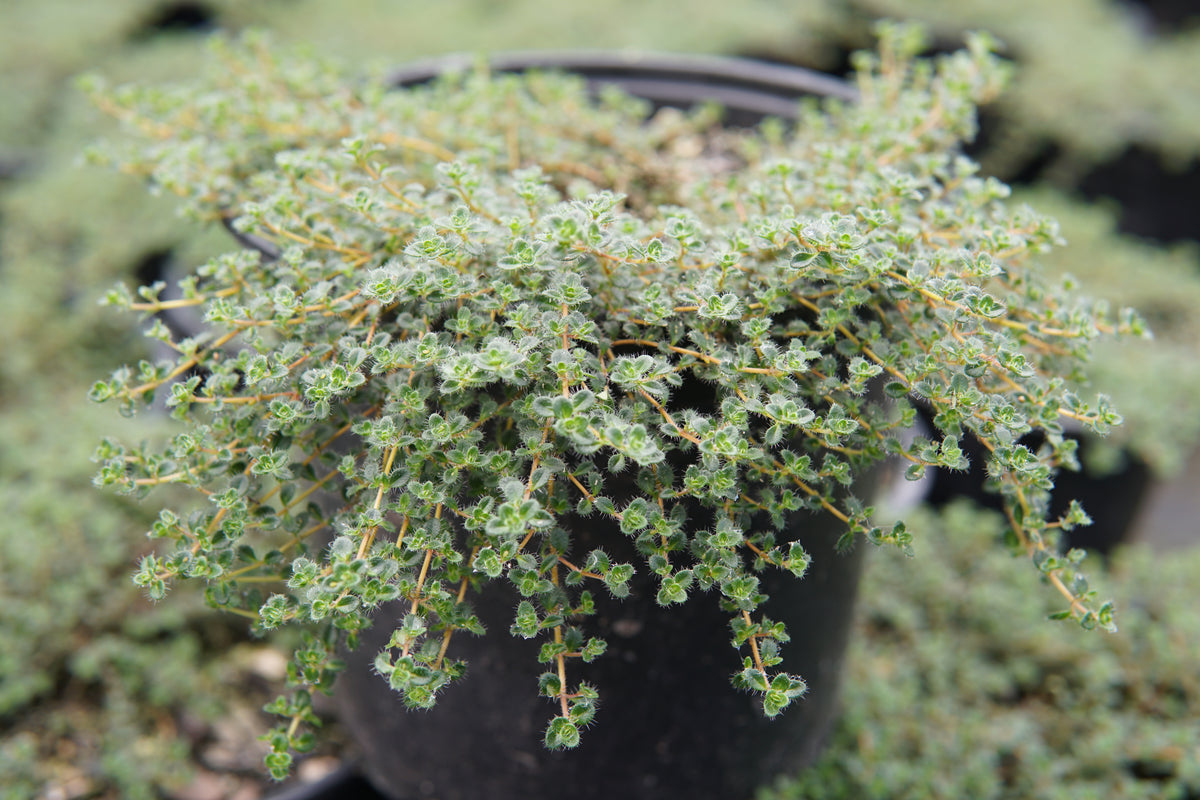 Thymus pseudolanuginosus 1.5L