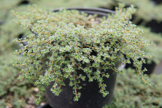 Thymus pseudolanuginosus 1.5L
