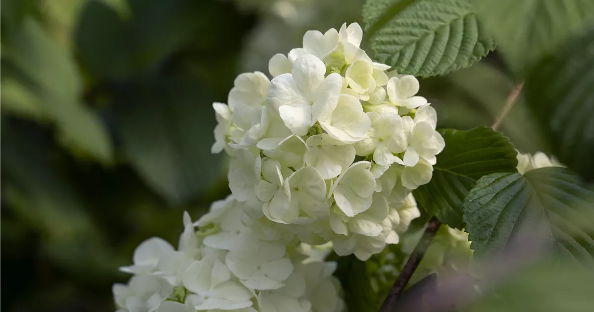 Viburnum plicatum 'Newport' 35l image 1