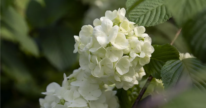 Viburnum plicatum 'Newport' 35l image 1