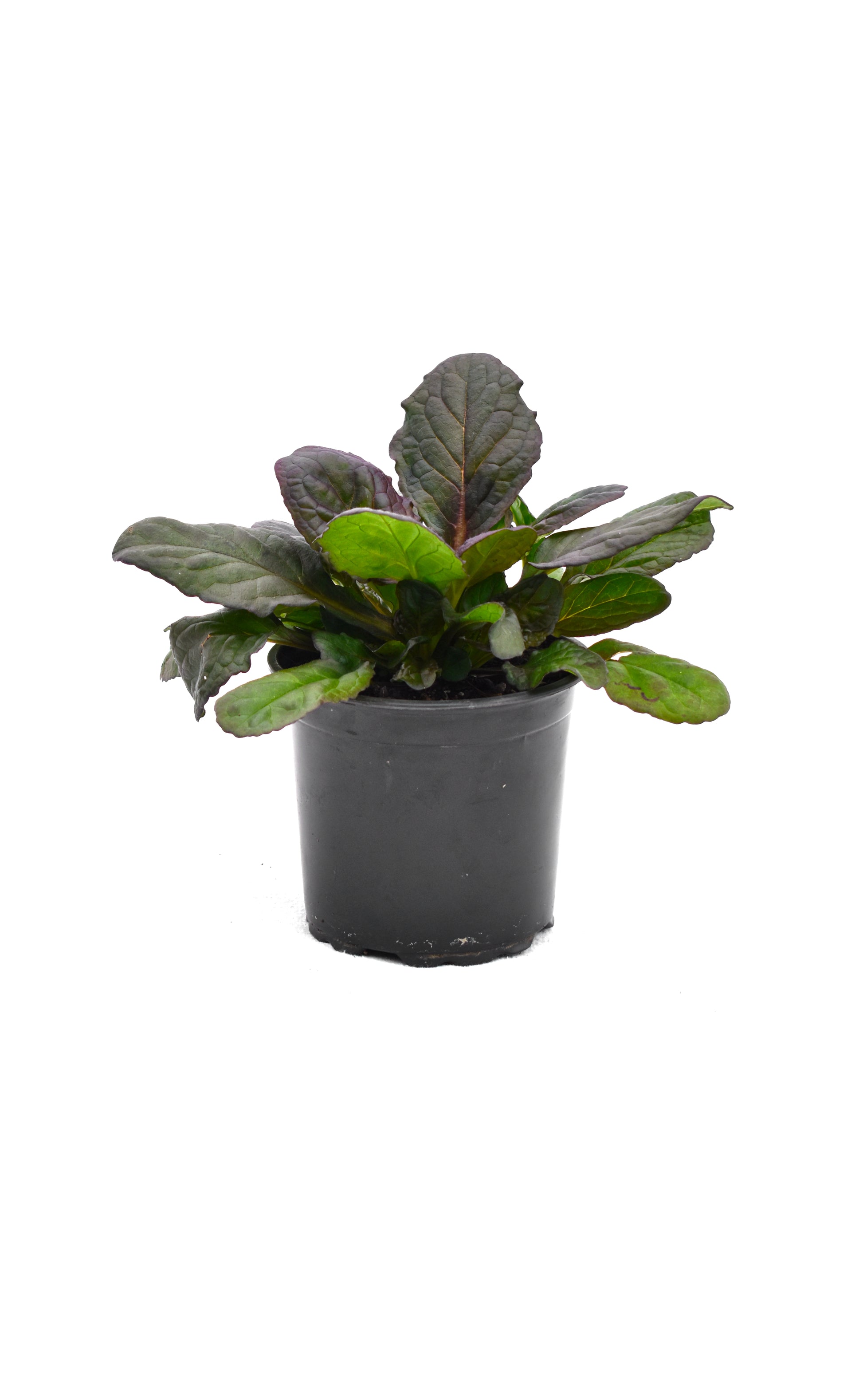 Ajuga reptan Jungle Beauty image 0