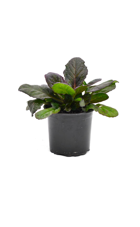 Ajuga reptan Jungle Beauty image 0