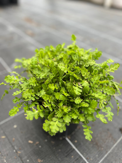 Leptinella Dioica image 0
