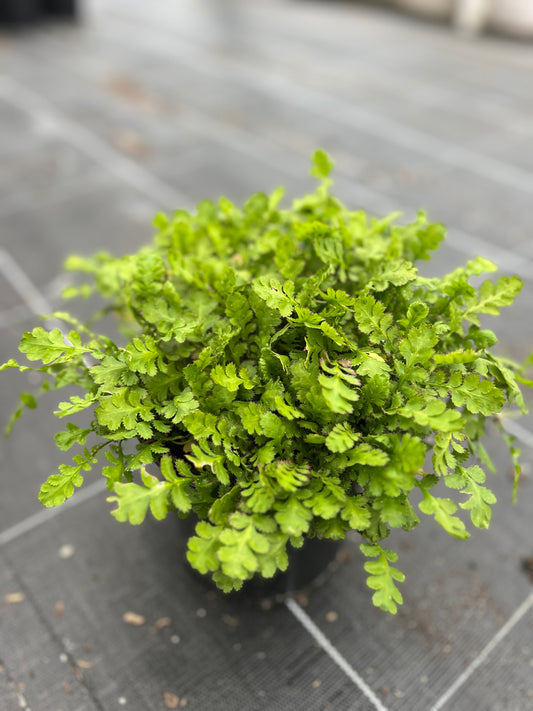 Leptinella Dioica image 0