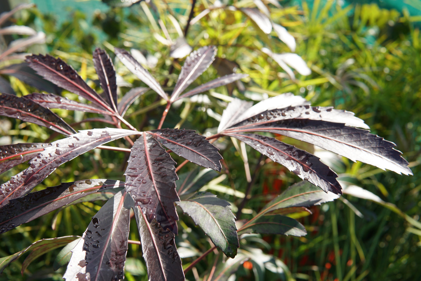 Pseudopanax 'Moas Toes' 5L