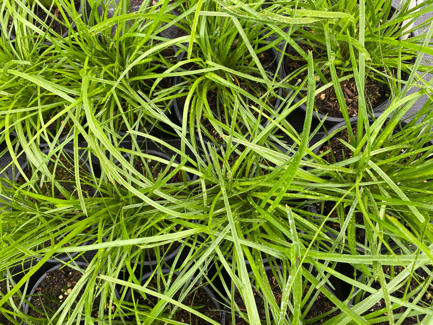 Lomandra 'Limetuft' image 1