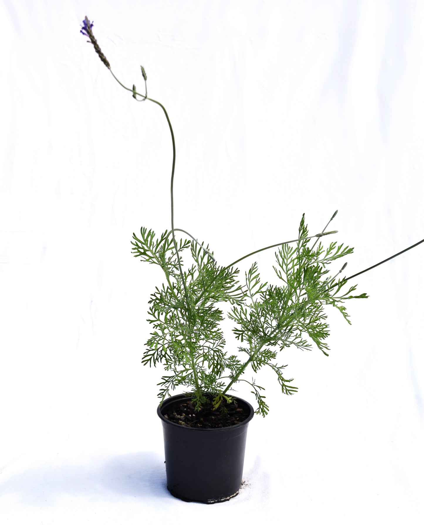 Lavandula 'Sidonie' 1.5L