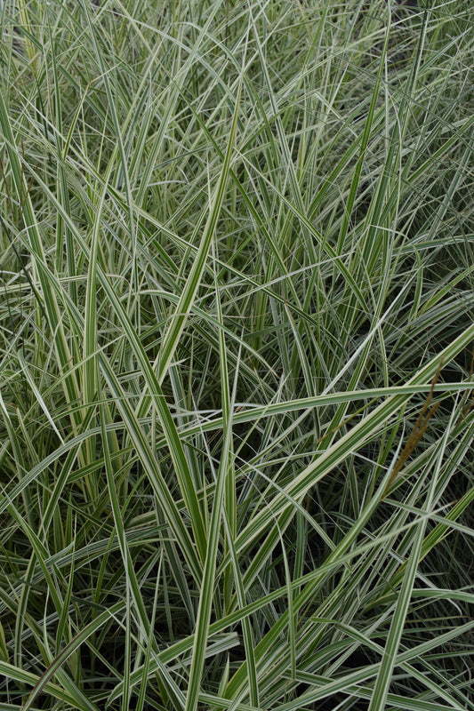 Miscanthus 'Variegatus' 1.5L