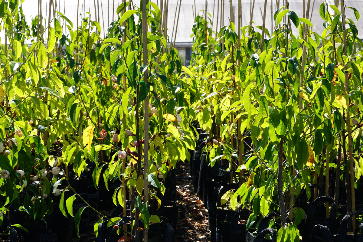 Michelia 'Bubbles' 25L