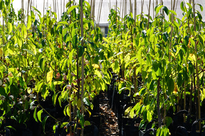 Michelia 'Bubbles' 25L