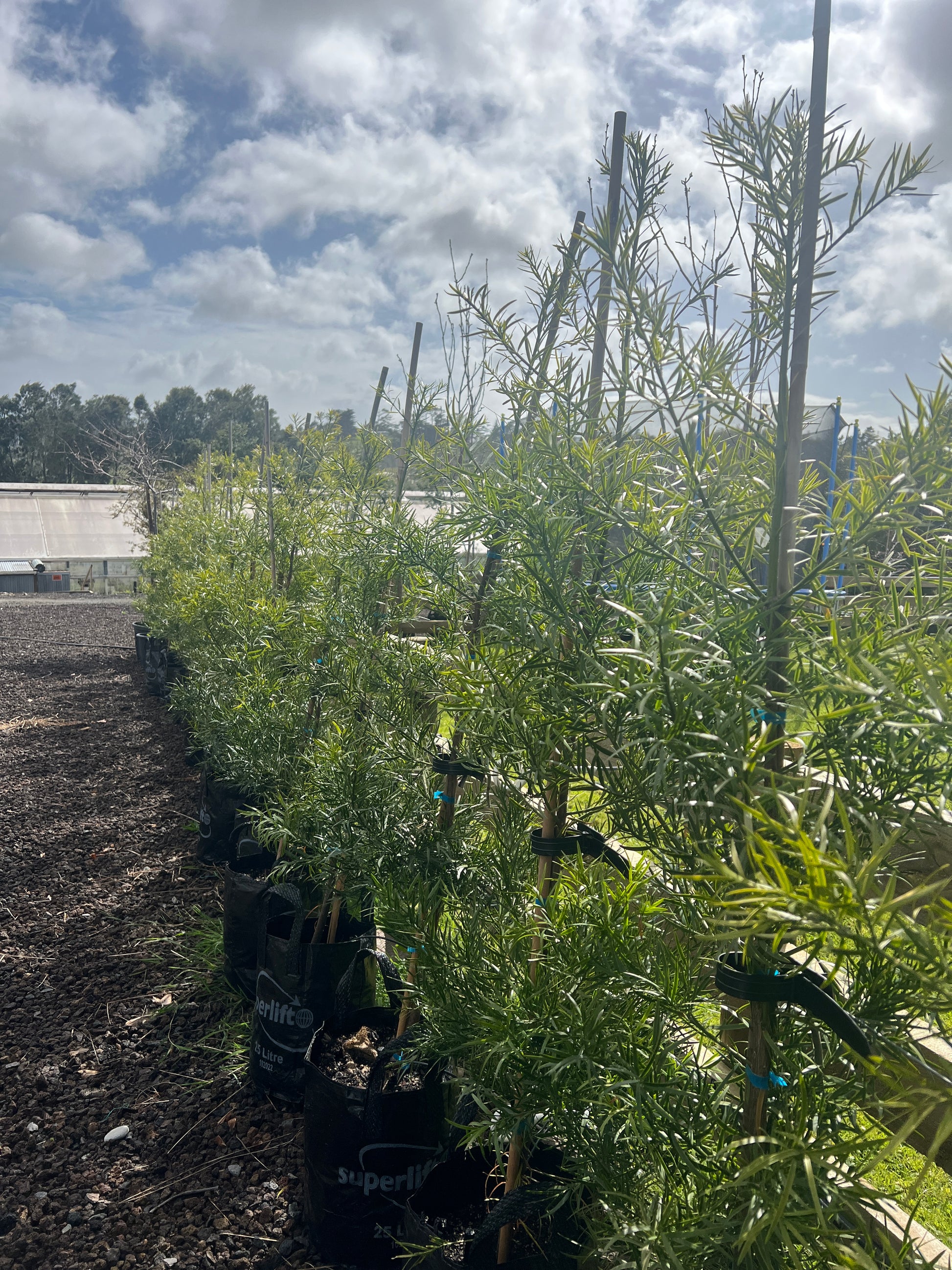 Podocarpus gracilior image 0