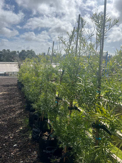 Podocarpus gracilior image 0