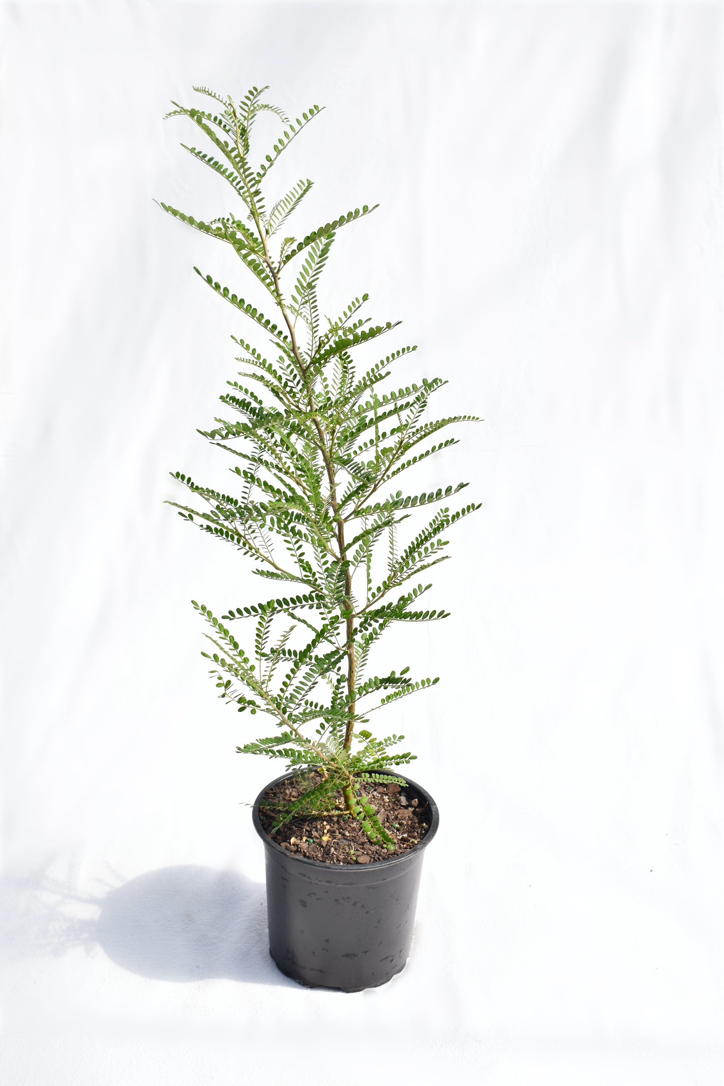 Sophora Dragons Gold image 0