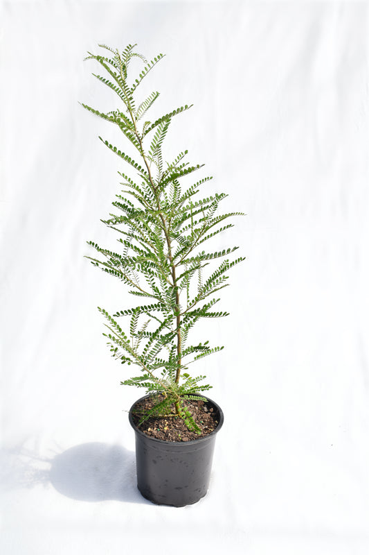 Sophora Dragons Gold image 0