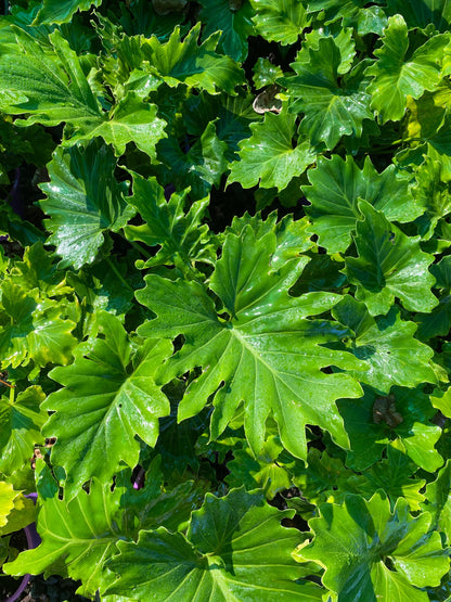 Philodendron 'Shangri-La' image 1