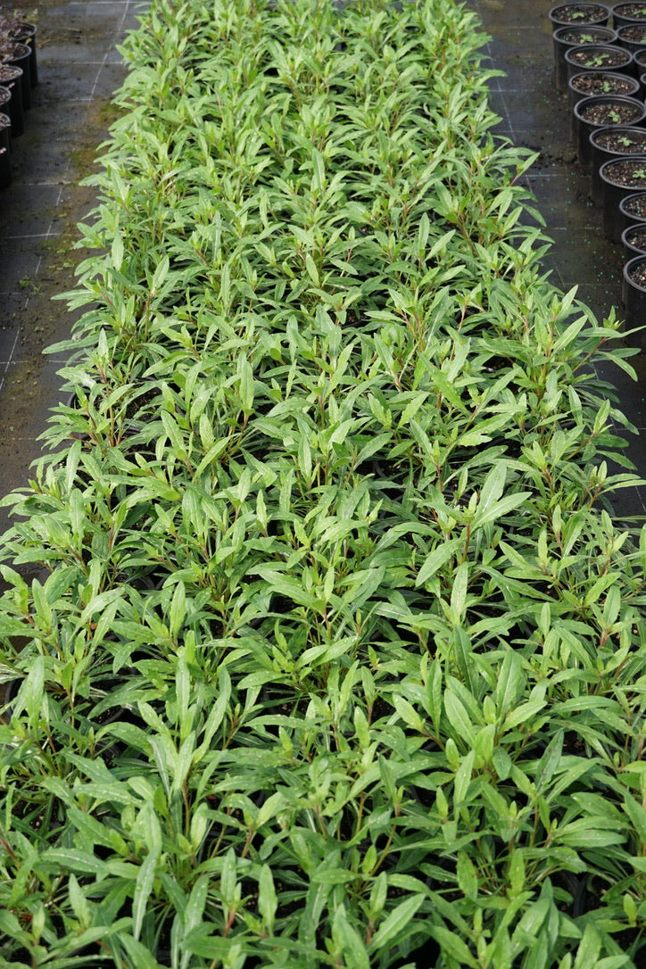 Gaura 'Sparkle White' 1.5L