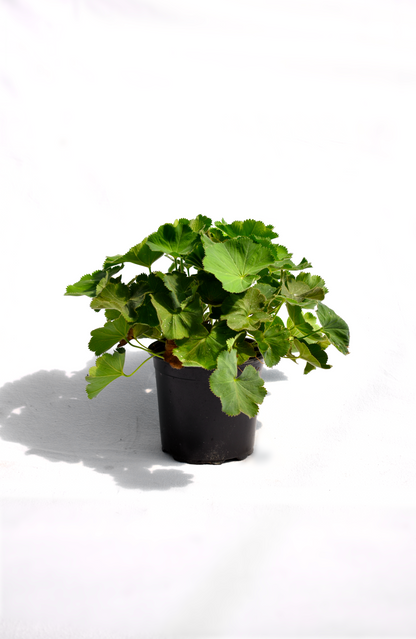 Alchemilla mollis Thriller image 0