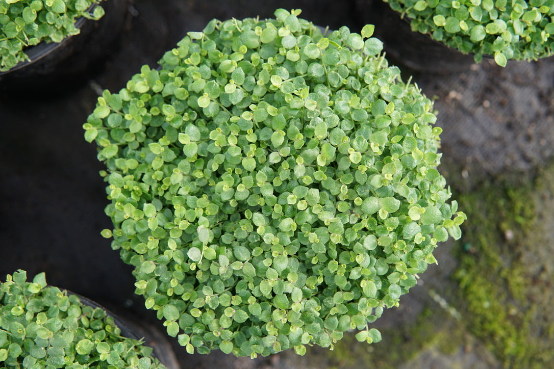 Pratia puberula 1.5L
