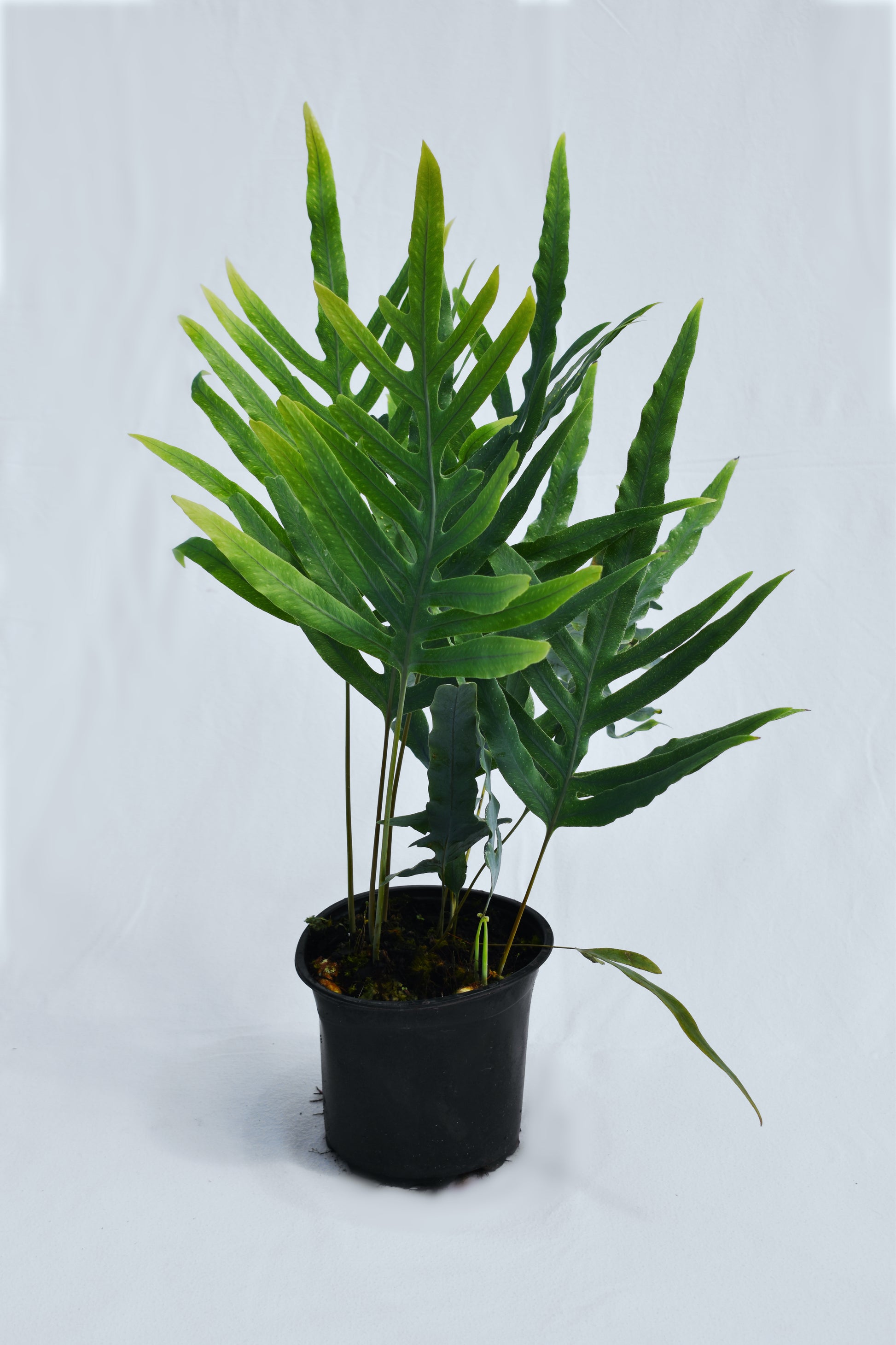 Phlebodium Aureum 'blue Star' (blue Star Fern) image 0