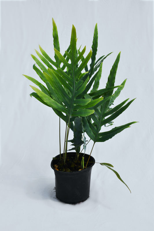 Phlebodium Aureum 'blue Star' (blue Star Fern) image 0
