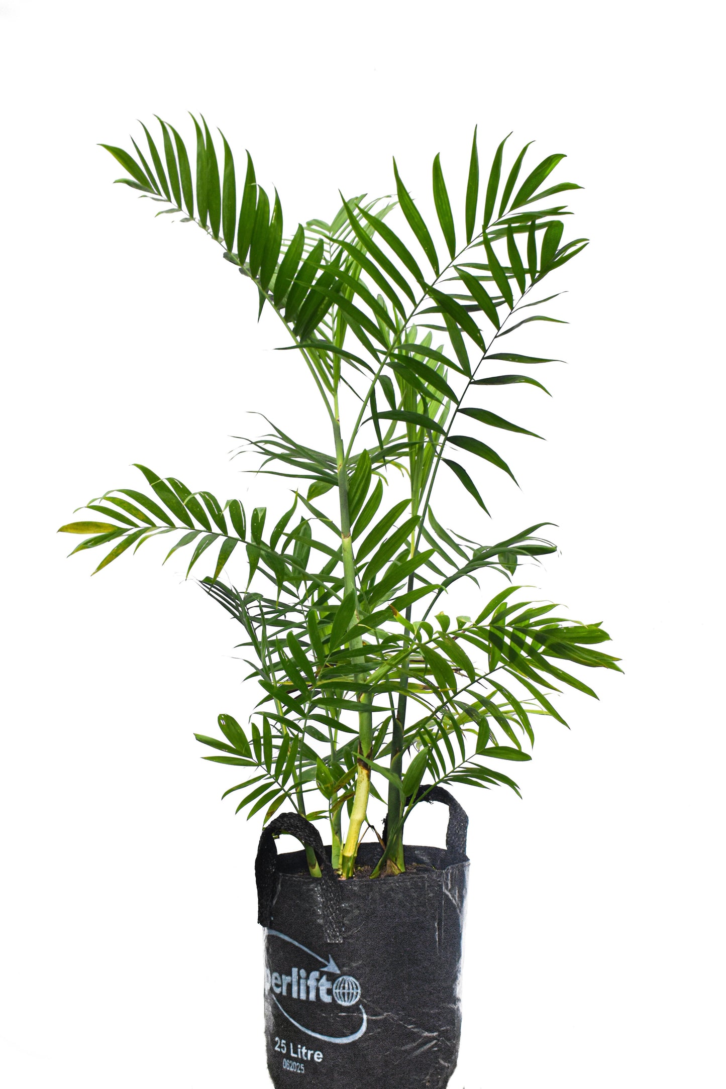 Chamaedorea costaricana 25L