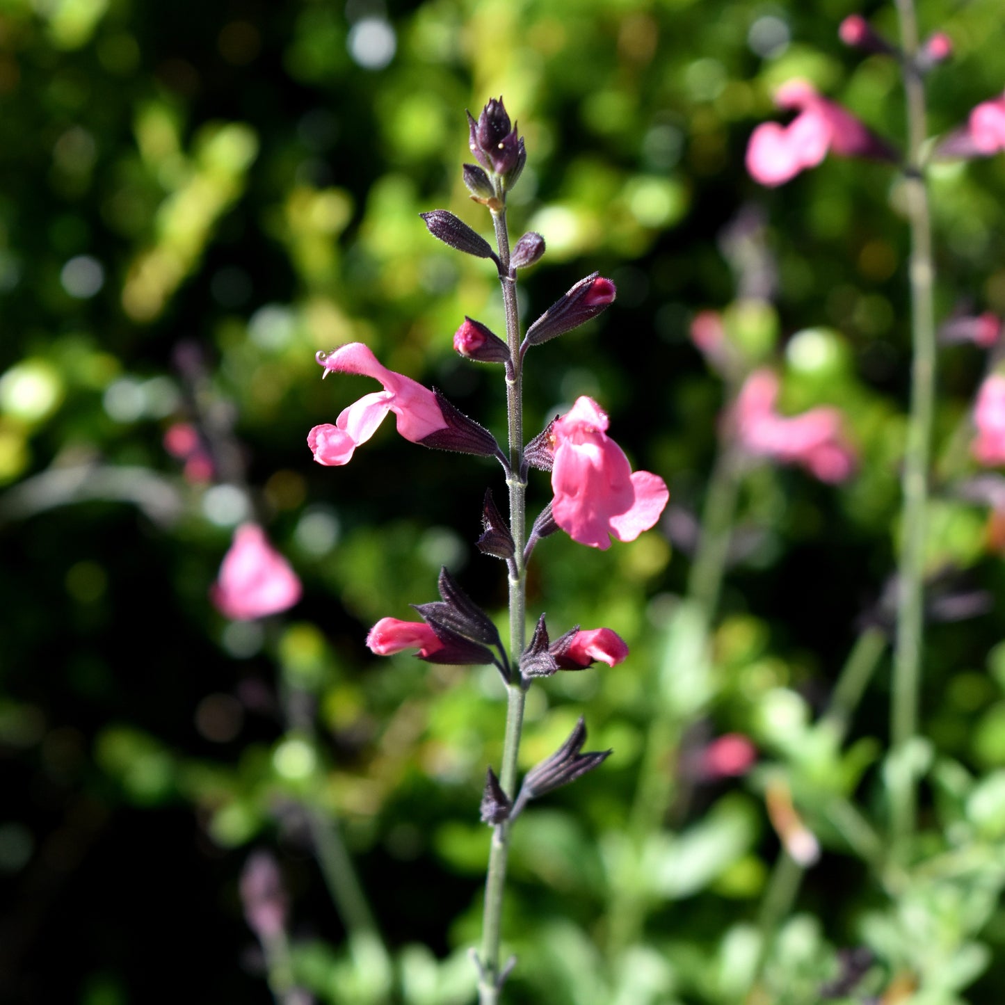 Salvia 'La Siesta' 1.5L
