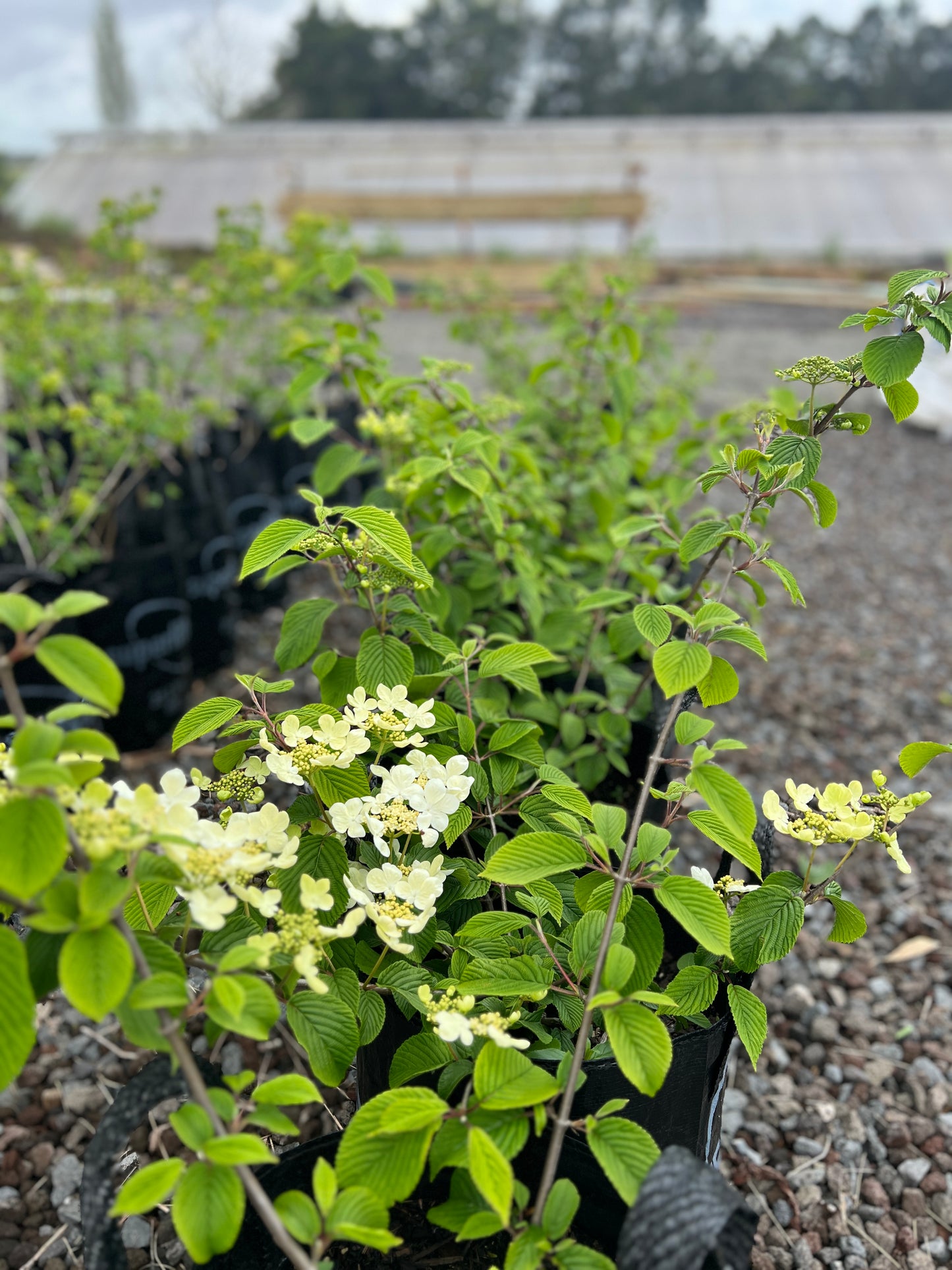 Viburnum plicatum 'Mariesii' 25l image 1