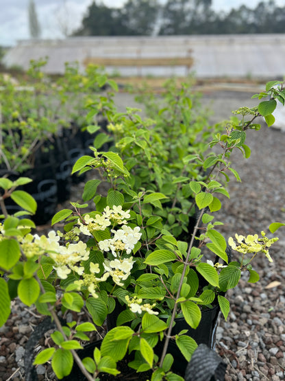 Viburnum plicatum 'Mariesii' 25l image 1