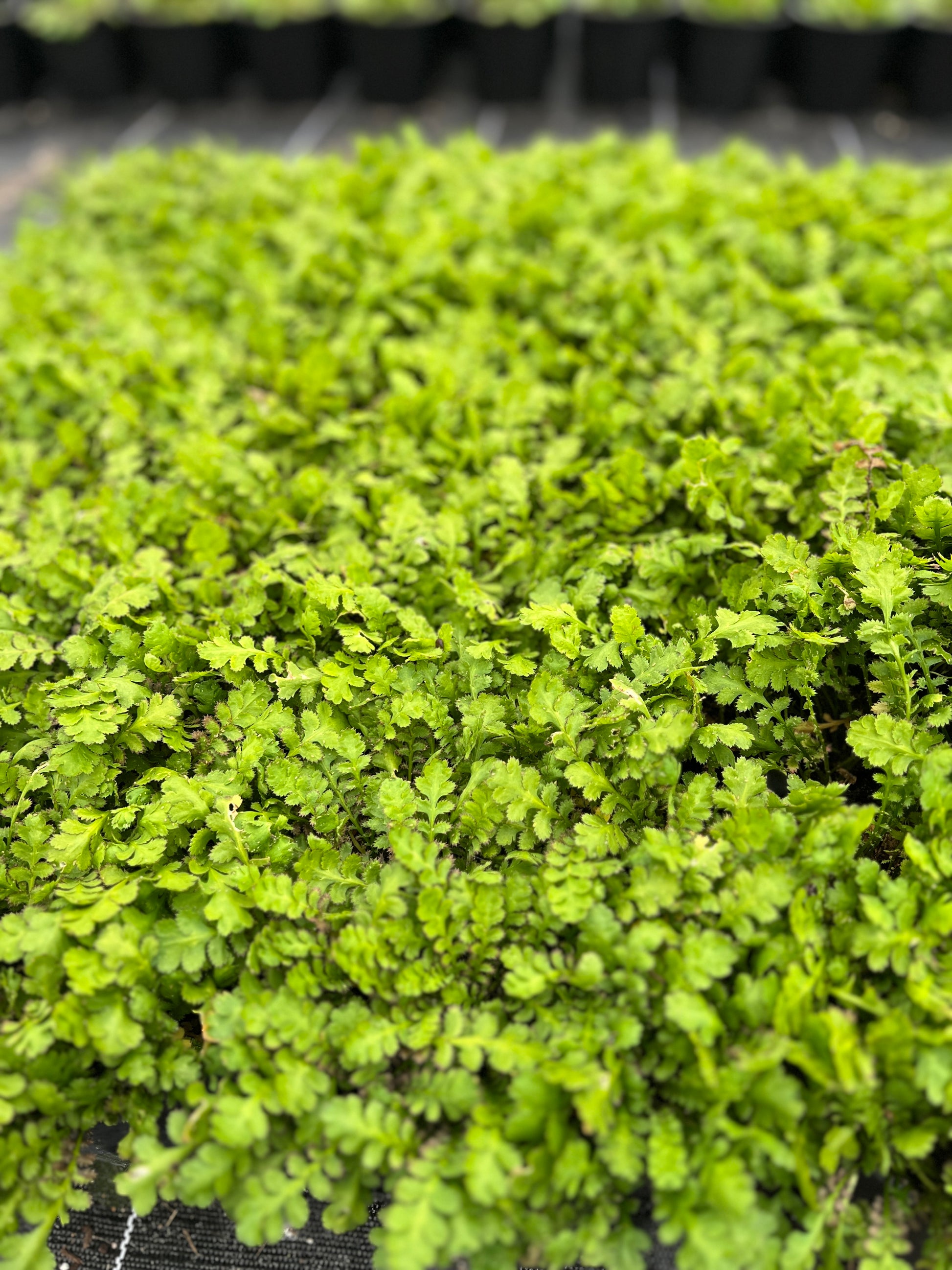 Leptinella Dioica image 1
