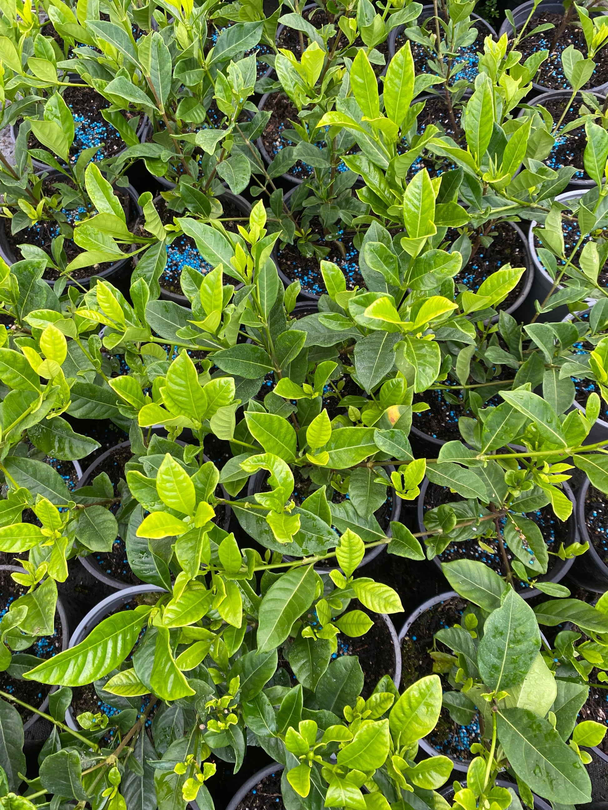 Gardenia 'Veitchii' image 2