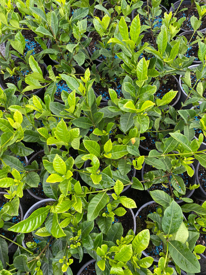 Gardenia 'Veitchii' image 2