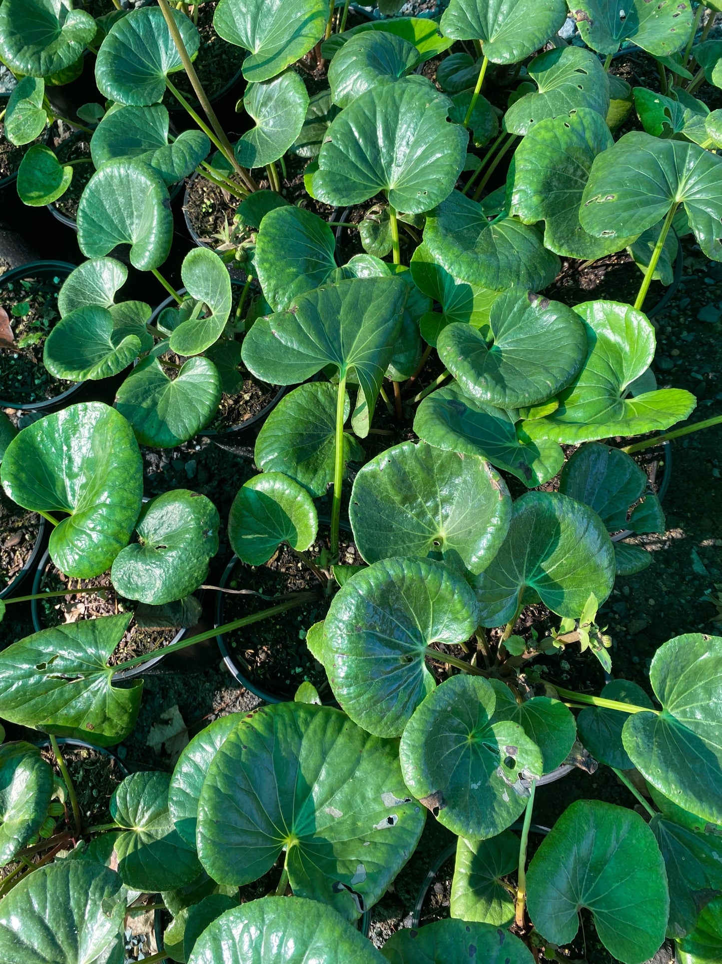 Ligularia Reniformis image 1