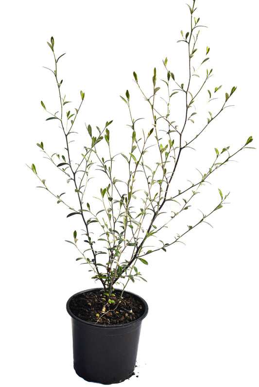 Corokia 'Emerald and Jade' 1.5L